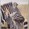 Штора для ванной Zebra Family (Зебра) фото 2
